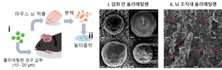 왼쪽은 미세 플라스틱 섭취 실험쥐의 뇌조직 검출 실험, 오른쪽은 전자현미경으로 섭취 전·후 뇌 조직 내 미세플라스틱 관찰(한국원자력의학원 제공)