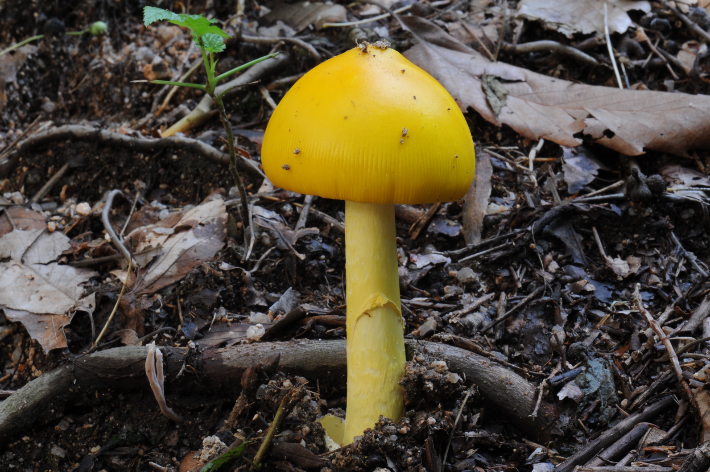 노란달걀버섯. 국립산림과학원 제공
