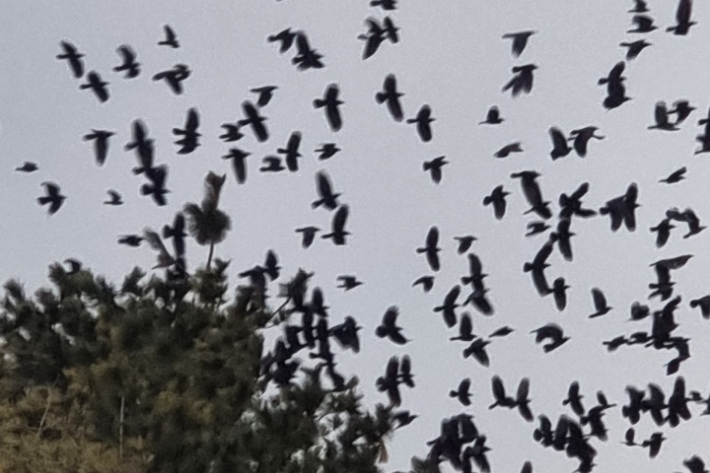 섬속의 섬 제주 우도에 겨울철마다 떼까마귀가 몰려들어 농작물에 피해를 주고 있다.  제주시 제공