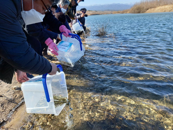 강원 강릉시는 22일 연곡과 남대천 일대에서 어린 연어 120만 마리를 방류했다. 강릉시 제공 