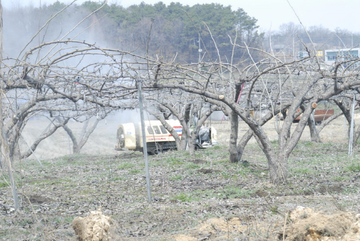 과수 월동 병해충 방제 작업. 세종시 제공