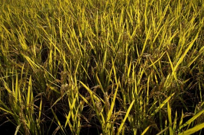 스마트이미지 제공