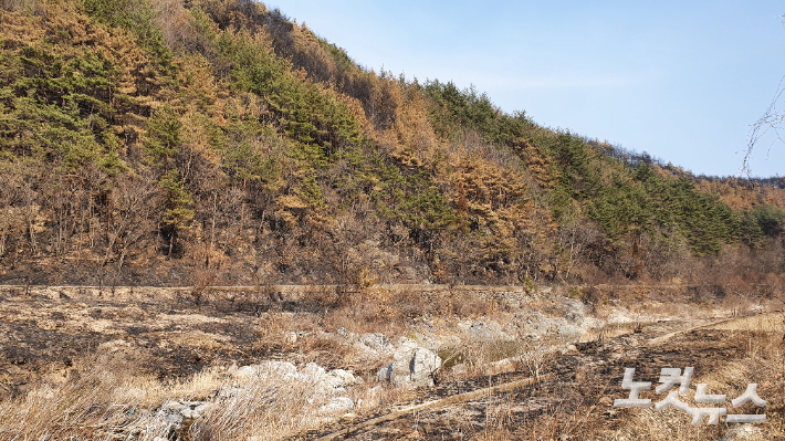 산불 피해를 입은 울진군 북면 하당리 일대 야산. 주민들은 이곳 주변 야산에서 송이가 많이 났다고 설명했다. 문석준 기자