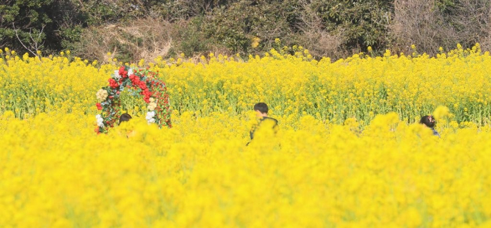 유채꽃. 연합뉴스