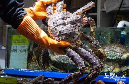 노르웨이산 킹크랩 가격 