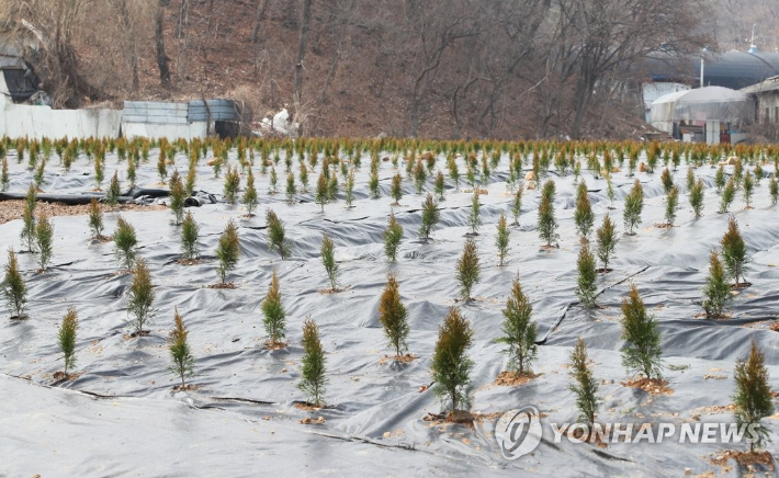 LH 직원 땅투기 의혹 농지에 심어진 묘목. 연합뉴스