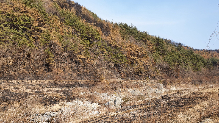 산불 피해를 입은 울진군 북면 하당리 일대 야산. 주민들은 이곳 주변 야산에서 송이가 많이 났다고 전했다. 문석준 기자