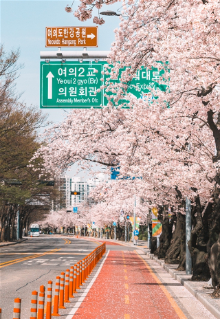 지난해 제한적으로 개방한 여의도 벚꽃길 모습. 영등포구 제공 