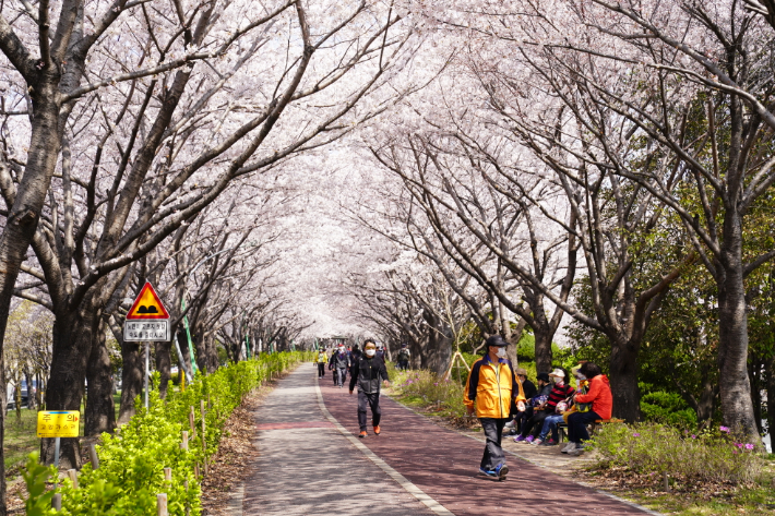 부산 사상구 낙동제방 벚꽃길에서 시민들이 산책하는 모습. 부산 사상구 제공