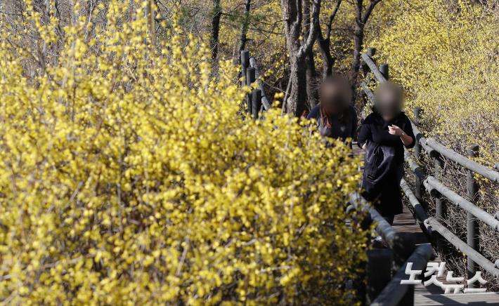 봄을 알리는 개나리