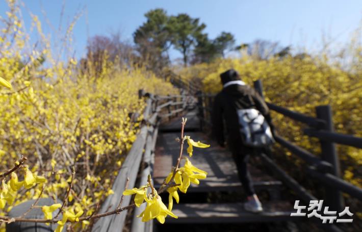 봄의 전령사 개나리