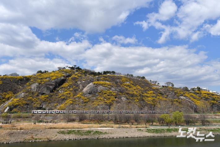 개나리 활짝 피어 있는 응봉산