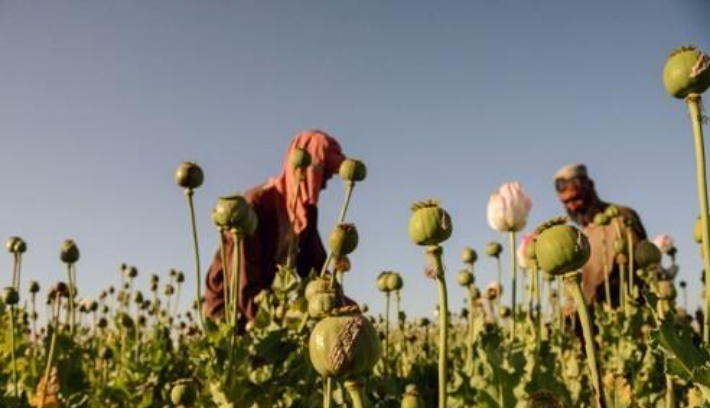 아프간 남부 칸다하르에서 양귀비를 재배하는 농부. 연합뉴스