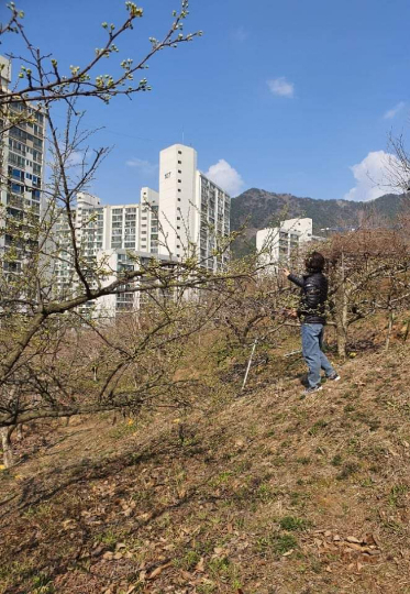 과다 보상 의혹이 일었던 강기윤 의원 소유의 과수원. 최영희 창원시의원 제공