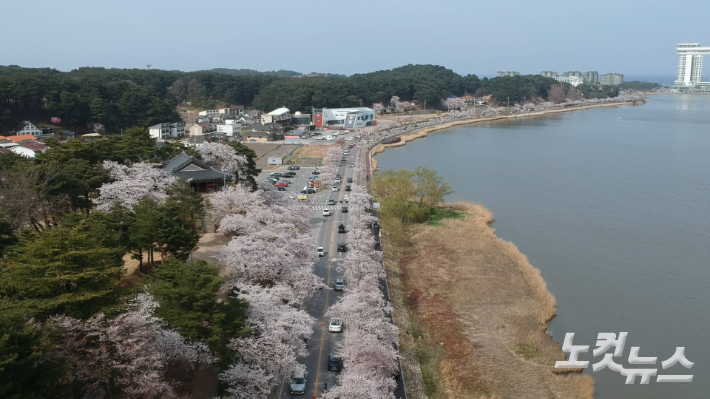 강릉 경포호 주변에 만개한 벚꽃. 전영래 기자