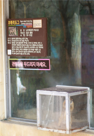돌출형 케이지에서 먹이주기 체험에 동원된 프레리도그. 대전충남녹색연합 제공