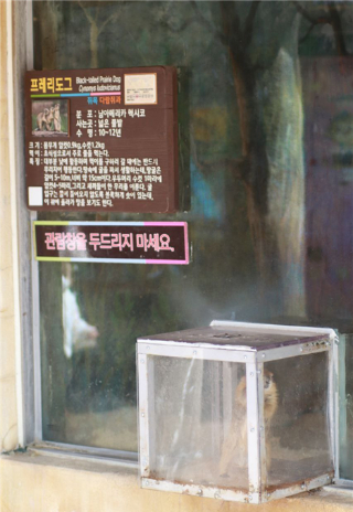 돌출형 케이지에서 먹이주기 체험에 동원된 프레리도그. 대전충남녹색연합 제공