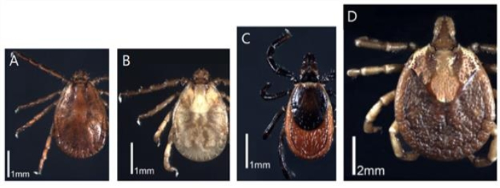 올해 전국 첫 중증열성혈소판감소증후군(SFTS) 환자가 부산지역에서 발생해 각별한 주의가 요구된다. 왼쪽부터 차례로 A:작은소피참진드기, B:개피참진드기, C:일본참진드기, D:뭉뚝참진드기. 질병관리청 제공