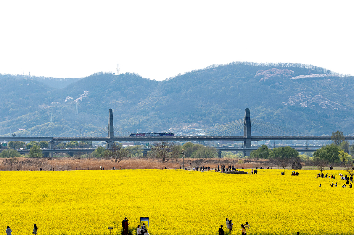 '금호꽃섬'으로 불리게 된 대구 북구 하중도. 대구시 제공