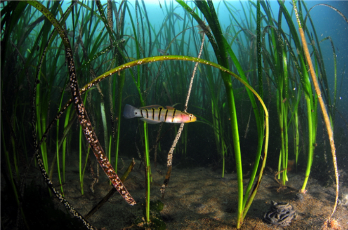 통영 선촌마을 해역 거머리말. 경남도청 제공
