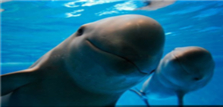 상괭이. 경남도청 제공