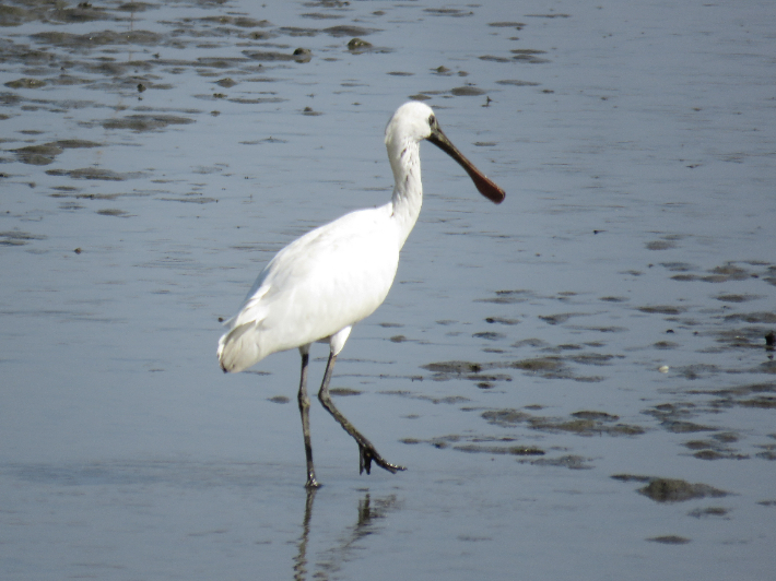 마산 봉암갯벌에 나타난 멸종위기야생생물 1급 저어새. 경남도청 제공