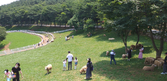 남해 상상양떼목장. 경남도청 제공