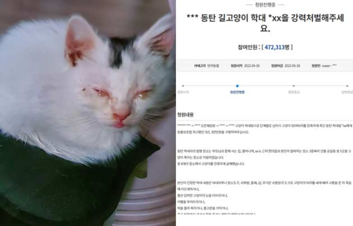 학대범 B씨로 인해 눈물 흘리는 고양이·청와대 국민청원 캡처 