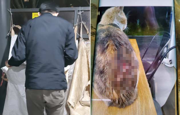 화성동탄 고양이 학대범(왼쪽)·그의 휴대폰에서 다수의 피해 고양이 사진이 발견됐다. 전길연 제공 
