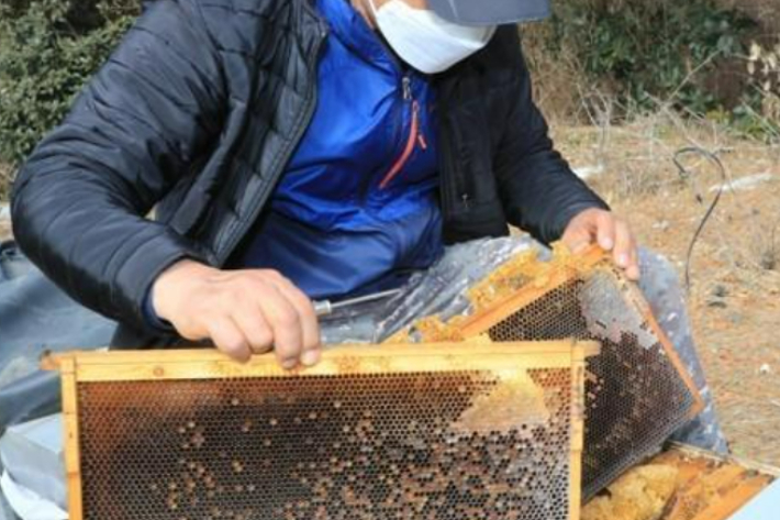 꿀벌 실종. 연합뉴스 제공