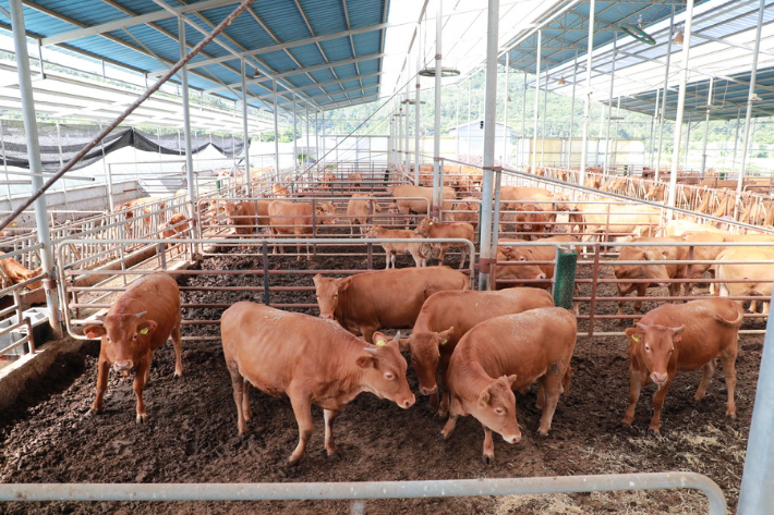 한우농장. 경북도 제공