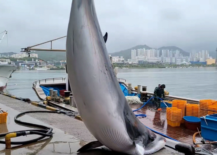 29일 혼획된 밍크고래. 속초해양경찰서 제공