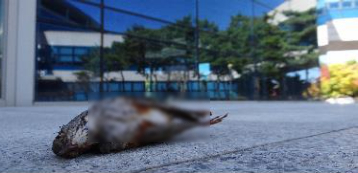 건물 유리창과 충돌해 죽은 새. 환경부 제공