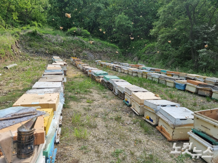 경기도 안성의 한 이동식 양봉장에서 꿀벌이 날아다니고 있다. 정성욱 기자