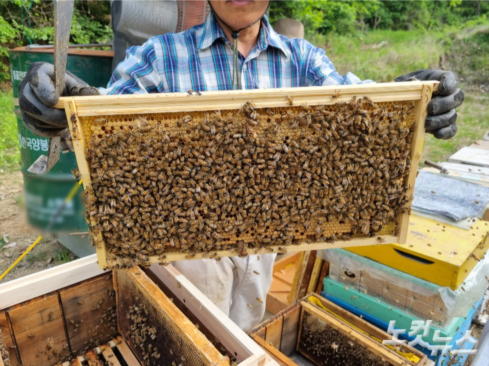 5월에 접어들며 아카시아 꿀 채집 준비에 나선 한 양봉 농가. 정성욱 기자