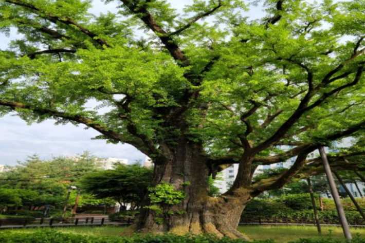 서울 도봉구 방학동에 있는 최고 수령의 은행나무 (수령 884세). 도봉구 제공