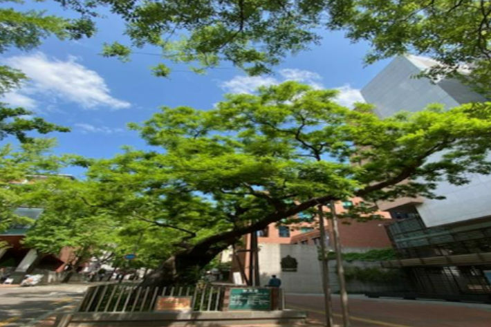 정동의 회화나무 (수령 875세). 정동 제공