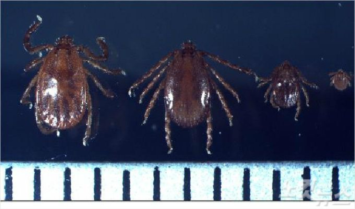 작은소피참진드기(눈금한칸 1mm). 왼쪽부터 암컷, 수컷, 약충, 유충 순서. 강릉시보건소 제공