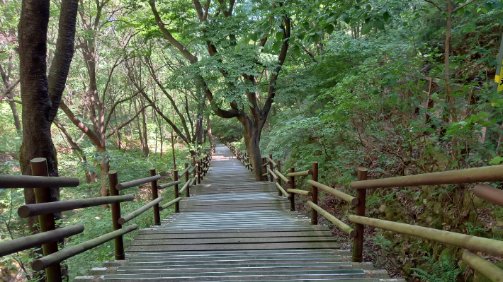 숲길로 된 계단. 