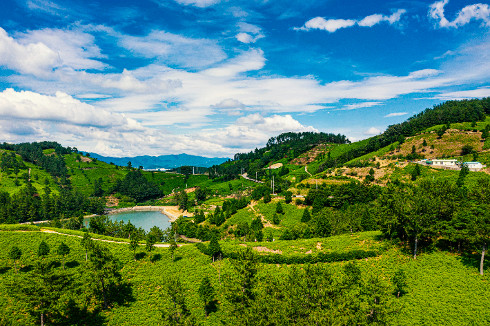 창선고사리밭. 경남도청 제공