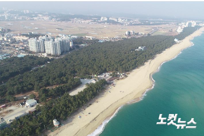 강릉시 송정해변 인근에 펼쳐진 해송 숲. 전영래 기자