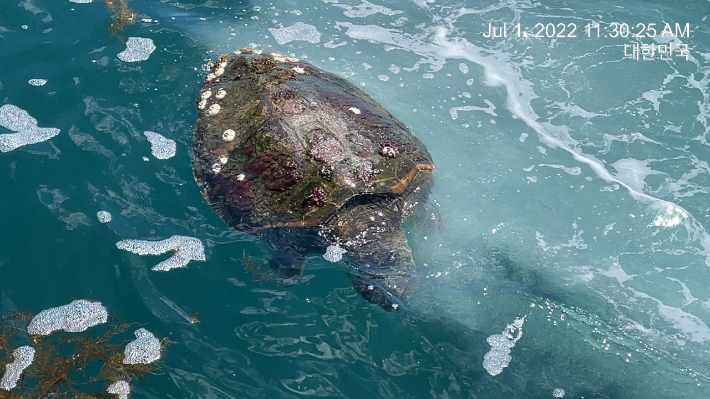 1일 오전 강원 고성군 아야진항 인근 해상에서 해양보호생물종인 붉은바다거북 사체가 발견됐다. 속초해양경찰서 제공