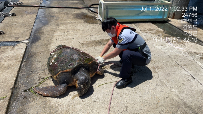 육상으로 이송한 붉은바다거북. 속초해양경찰서 제공