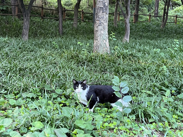 용산구 효창공원 내에 사는 길고양이가 풀숲에 웅크리고 선 모습. 연합뉴스