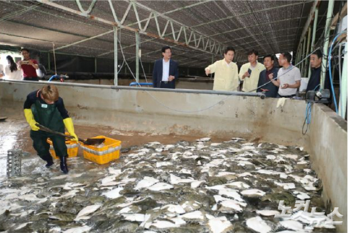 한 양식장에서 어민이 고수온으로 폐사한 물고기를 치우고 있다. 자료사진