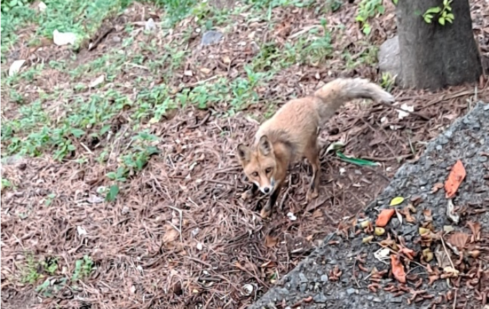 부산 해운대구에서 발견된 붉은여우. 해운대구 제공