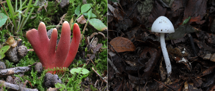 붉은사슴뿔버섯과 흰알광대버섯. 국립산림과학원 제공