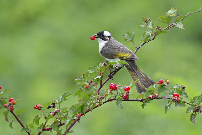 강원 양양군 남대천에서 발견된 '검은이마직박구리'. 양양생태사진연구회 제공