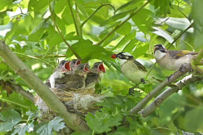 강원 양양군 남대천에서 발견된 '검은이마직박구리'. 양양생태사진연구회 제공