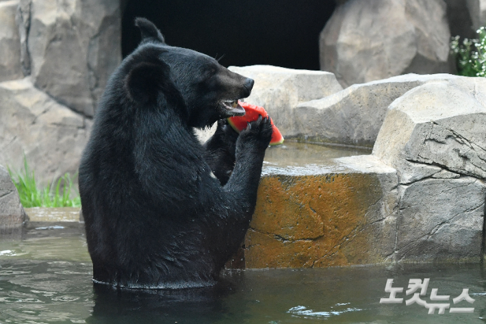 폭염이 이어지고 있는 26일 경기 과천시 서울대공원에서 반달곰이 여름 특식을 먹고 있다. 류영주 기자